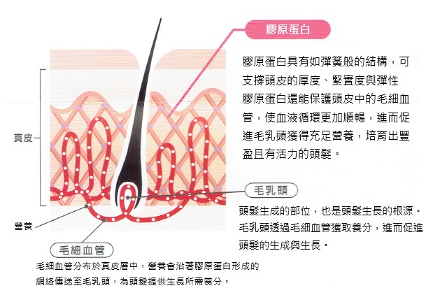 頭皮中的膠原蛋白